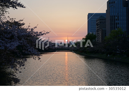 舞鶴公園日落和櫻花 30535012