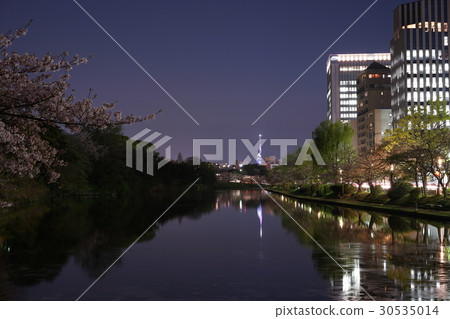Maizuru公園櫻花和夜景 Maizuru公園櫻花和夜景 30535014