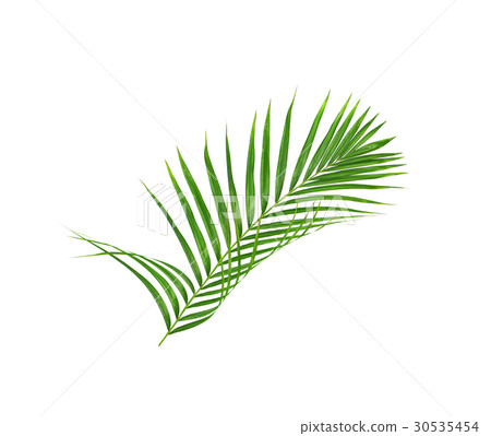 Green leaves of palm tree isolated on white  30535454