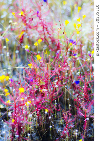Drosera indica with wet blackground 30535510