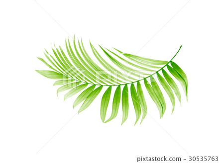 Green leaf of palm tree on white background Green leaf of palm tree on white background 30535763
