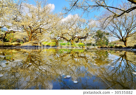 Plum blossoms 30535882