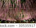 Sano Flower Park Wisteria 30535917
