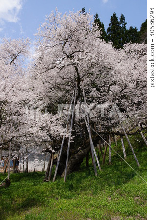 Hida Hinshin cherry tree Hida Hinshin cherry tree 30536293