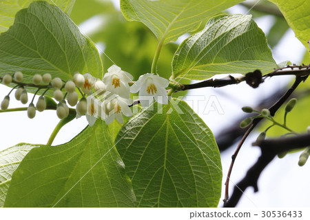 Baiyun tree 30536433