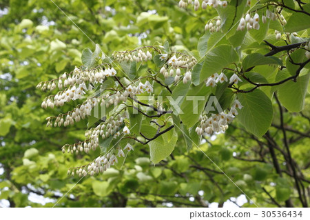 Baiyun tree Baiyun tree 30536434