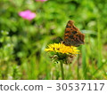 Kitatteha (overwintering individual) 30537117