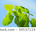 Phyxus Umbelata and blue sky 30537119