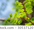 Metasequoia leaves 30537120