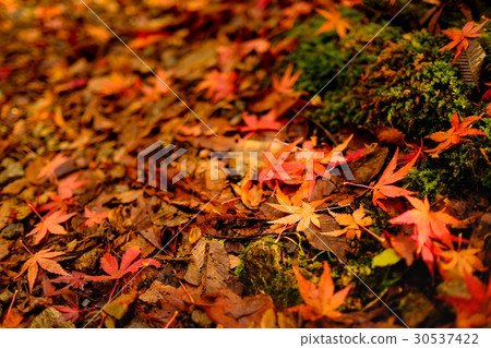 Autumn leaves Autumn leaves 30537422
