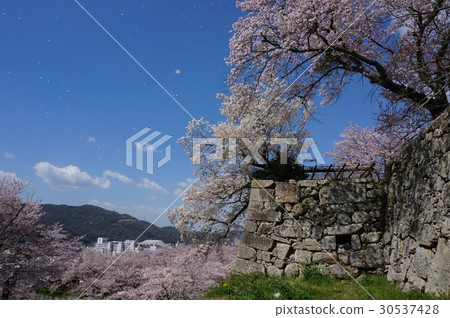 Sakuraguku Sightseeing spot in Tsuyama city Okayama prefecture "Tsuyama Castle ruins (Hsuruyama Park)" 30537428
