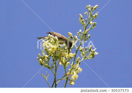 Image of a bird (Olive-backed sunbird, Image of a bird (Olive-backed sunbird, 30537573