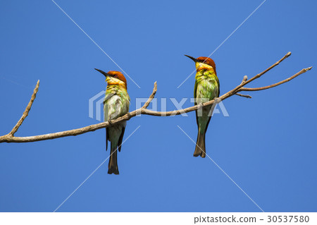 Image of bird on the branch on sky background. 30537580