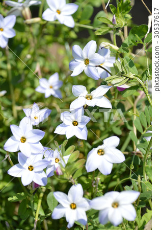 哈納尼拉（哈納） 30537617