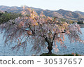 A cherry tree stained in the morning sun 30537657