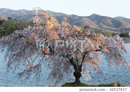 在早晨太陽弄髒的櫻桃樹 在早晨太陽弄髒的櫻桃樹 30537657