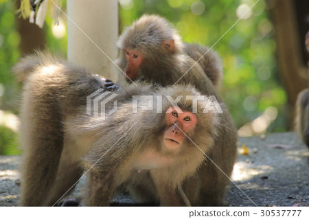 World natural heritage registration area Yaku monkey in western forest road 30537777