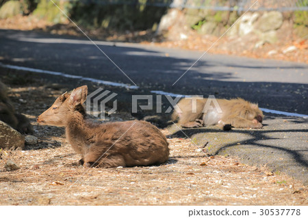 世界自然遺產登記處西部森林公路的Yaku鹿 30537778
