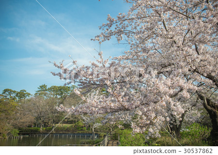 Cherry tree, cherry tree, cherry tree, full bloom, cherry blossoms in the park, blue sky, clear weather, spring, pond Cherry tree, cherry tree, cherry tree, full bloom, cherry blossoms in the park, blue sky, clear weather, spring, pond 30537862
