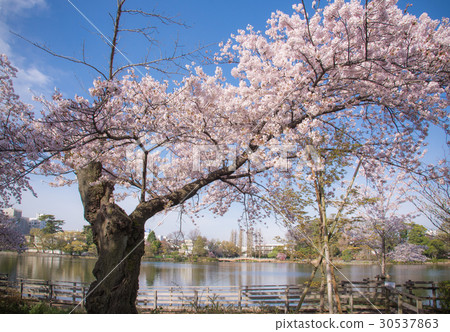 Cherry tree, cherry tree, cherry tree, full bloom, cherry blossoms in the park, blue sky, clear weather, spring 30537863