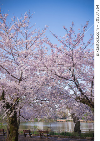 Cherry tree, cherry tree, cherry tree, full bloom, cherry blossoms in the park, blue sky, clear weather, spring 30537864