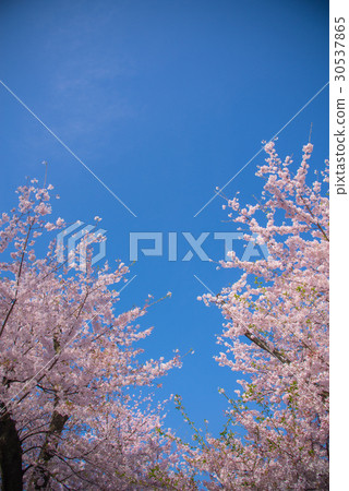 Blue skies and cherry blossoms, cherry blossoms, cherry blossoms, full bloom, cherry blossoms in the park, fine weather, spring 30537865