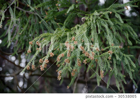 柳杉花粉图片