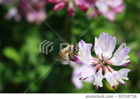 Astragalus and honeybee Astragalus and honeybee 30538736