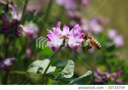 Astragalus and honeybee 30538784