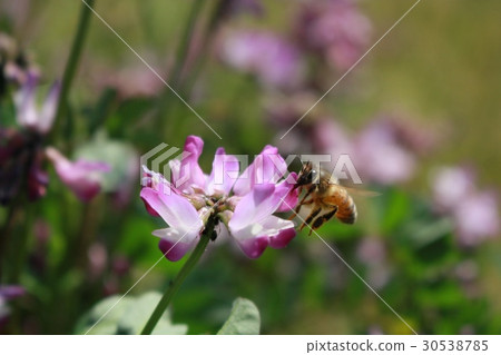 Astragalus and honeybee 30538785