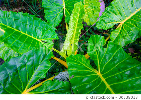 green caladium leaf and caladium tree 30539018