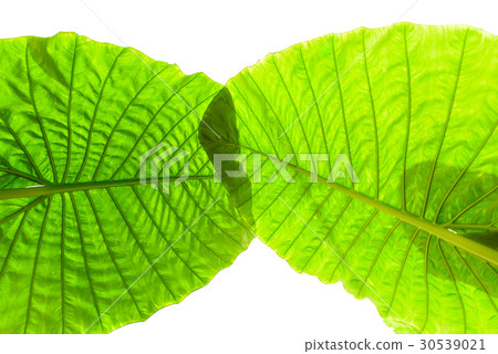 Big Caladium leaf isolated on white background 30539021