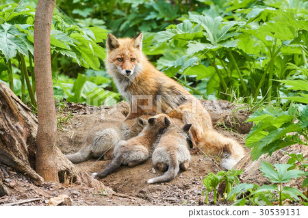 Parent and child of Kita fox - Stock Photo [30539131] - PIXTA