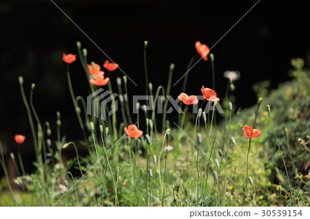 Nagami Hinagishi側身 Nagami Hinagishi側身 30539154