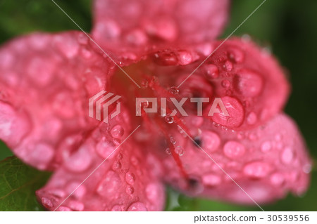 Flower of rainy wet azalea Flower of rainy wet azalea 30539556