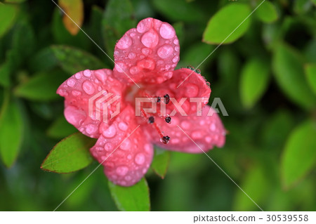 杜鵑花雨迷路的花 杜鵑花雨迷路的花 30539558