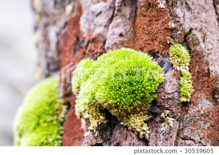 green mos on the tree green mos on the tree 30539605
