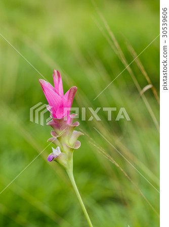 Beautiful soft pink white flower ( Zingiberaceae ) Beautiful soft pink white flower ( Zingiberaceae ) 30539606