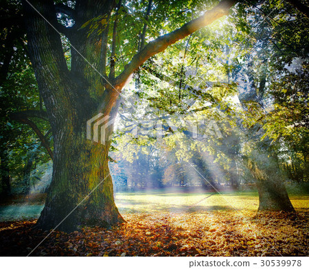 Solitary ancient oak with awesome sunbeams Solitary ancient oak with awesome sunbeams 30539978