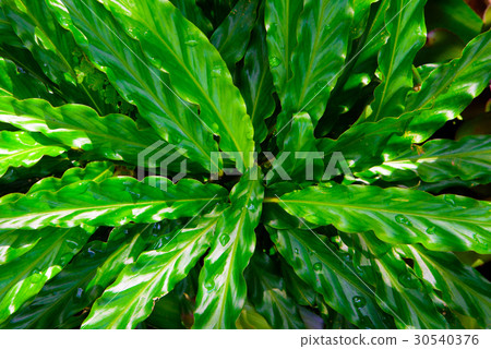 Green leaf texture, pattern leaves on dark Green leaf texture, pattern leaves on dark 30540376