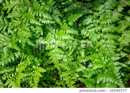 great green bush of fern with light and dark tone great green bush of fern with light and dark tone 30540377