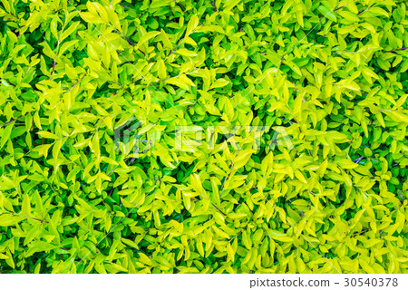 Green leaf texture, pattern leaves 30540378