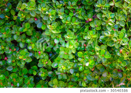 Green leaf texture, pattern leaves on dark tone Green leaf texture, pattern leaves on dark tone 30540386