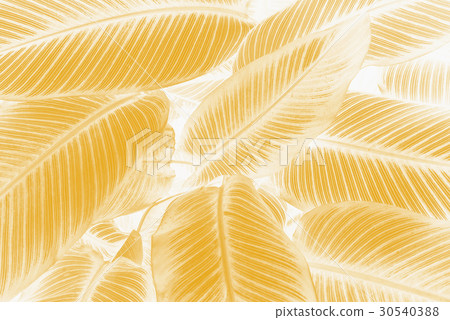 Green leaf texture, pattern leaves on dark  tone 30540388