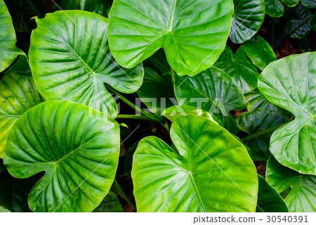 green caladium leaf and caladium tree with ligh green caladium leaf and caladium tree with ligh 30540391