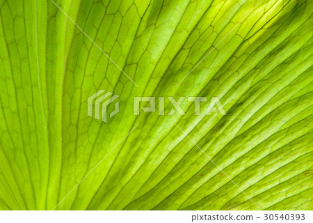 Close up view of andinum fern leaf 30540393