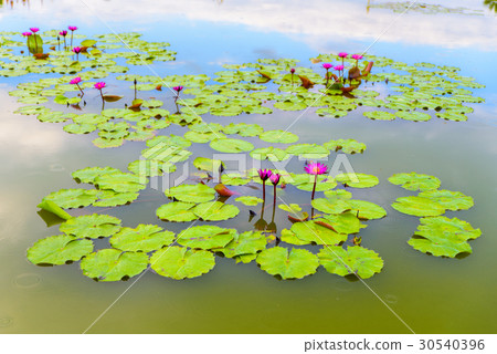 Beautiful pink lotus and leaves waterlilies Beautiful pink lotus and leaves waterlilies 30540396