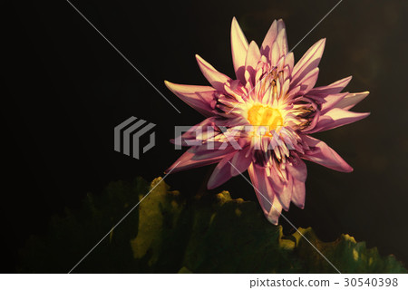 beautiful light purple lotus flower with leaves beautiful light purple lotus flower with leaves 30540398