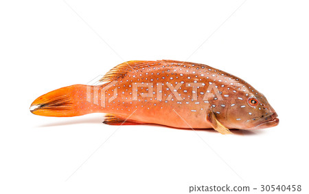 coral trout fish isolated on white background coral trout fish isolated on white background 30540458