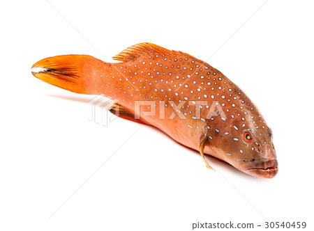 coral trout fish isolated on white background coral trout fish isolated on white background 30540459